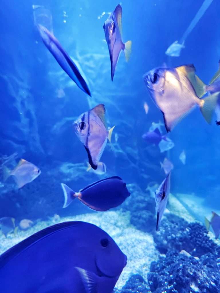 Morskie akwarium w Gliwicach - Dobra Restauracja Gliwice